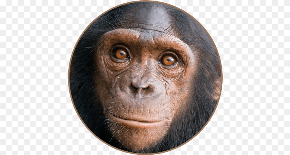 Chimpanzee Sounds Apps On Google Play Chimpanzee Bonobo Distribution Map, Animal, Mammal, Monkey, Wildlife Free Png Download