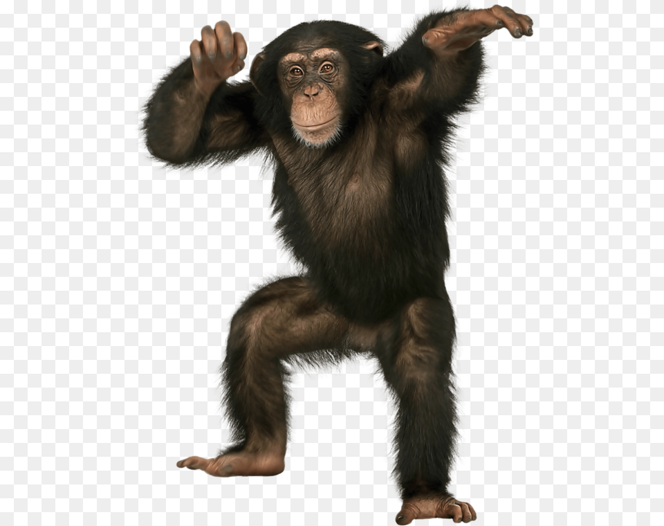 Chimpanzee Standing, Animal, Ape, Mammal, Monkey Free Transparent Png