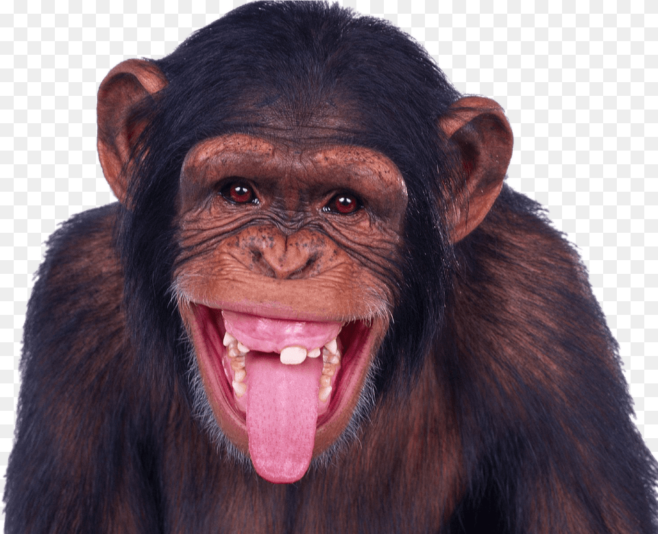 Chimpanzee Sticking Out Tongue Happy Monkey, Animal, Mammal, Wildlife, Ape Free Png