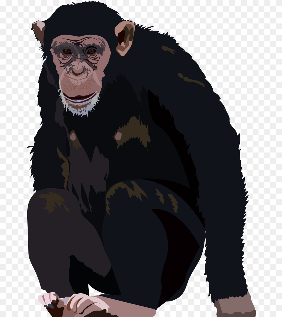 Chimpanzee The Needles Of, Wildlife, Animal, Ape, Mammal Png Image