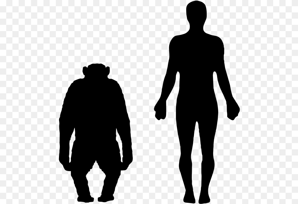Chimpanzee Vs Human Size, Gray Png