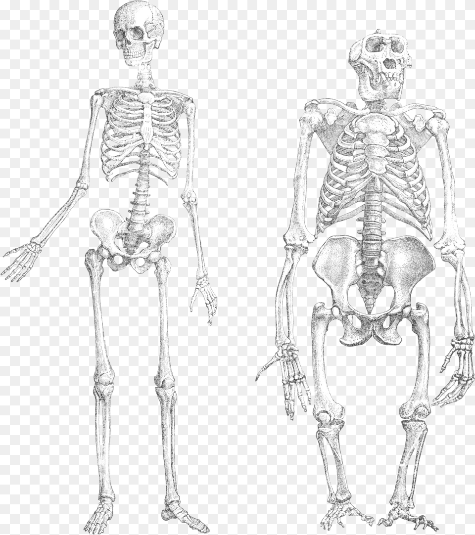 Chimpanzee Vs Human Skeleton, Adult, Bride, Female, Person Png Image