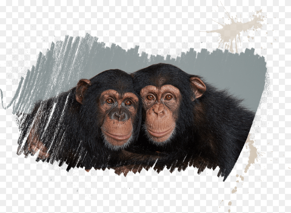 Chimpanzees Chimp, Animal, Mammal, Monkey, Wildlife Free Png Download