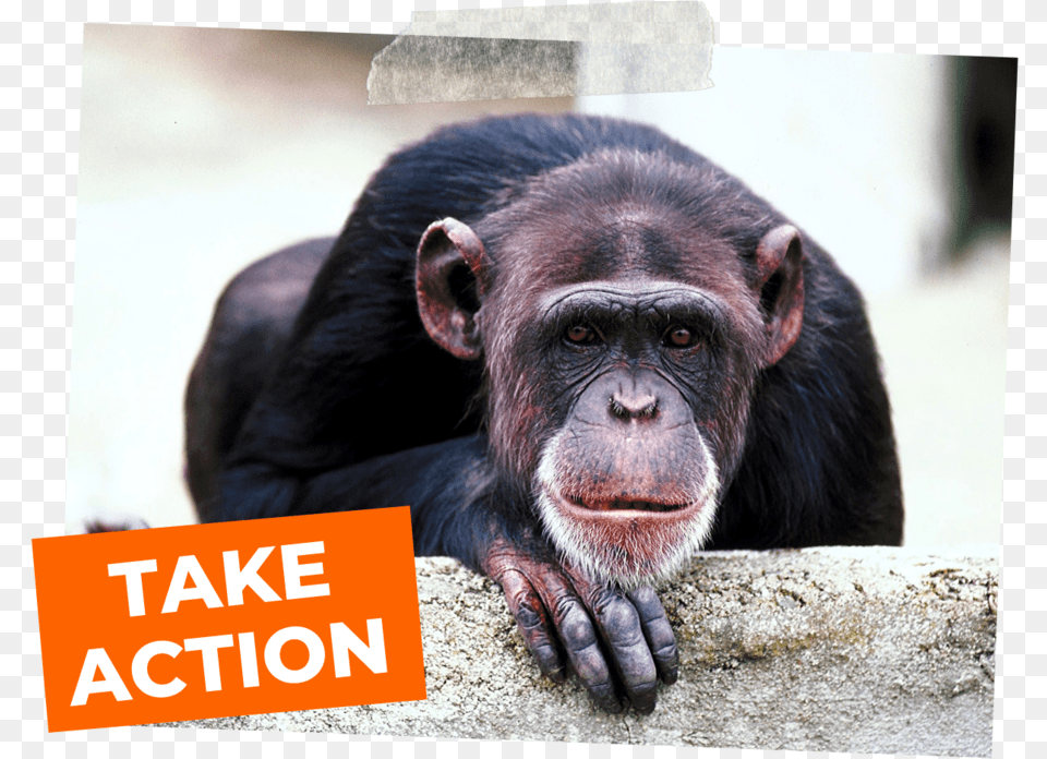 Chimpanzees Denied Promised Sanctuary Animal Nature Vs Nurture, Mammal, Monkey, Wildlife, Ape Png