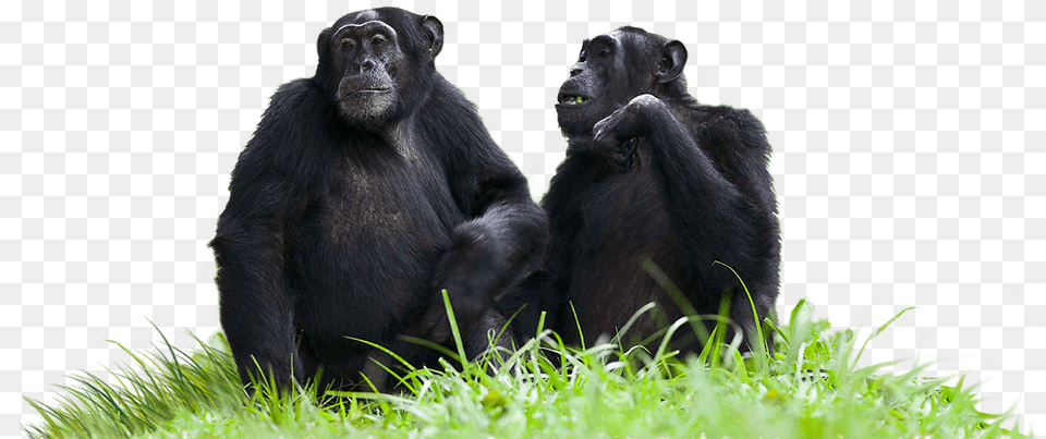 Chimpanzees Sitting On Grass, Animal, Ape, Mammal, Wildlife Free Transparent Png