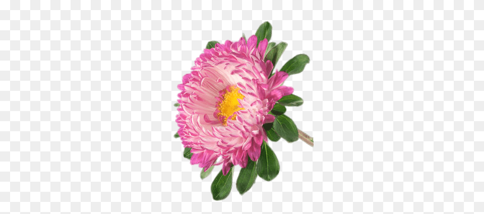 China Aster, Dahlia, Daisy, Flower, Petal Free Png Download