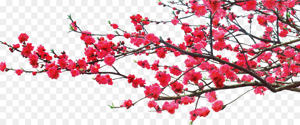 China Dwg Romantic Tree Romantic, Flower, Petal, Plant, Cherry Blossom Free Transparent Png