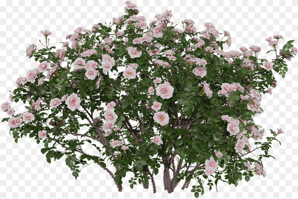 China Rose, Flower, Flower Arrangement, Geranium, Plant Png