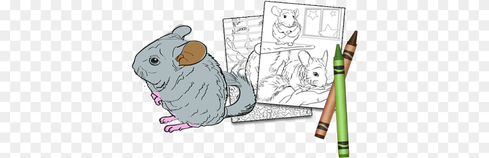 Chinchilla Cartoon, Art, Drawing, Baby, Person Free Transparent Png