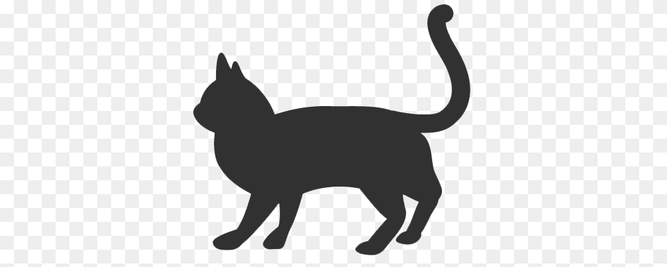 Chinchilla Cat Breed Information Purina, Silhouette, Animal, Mammal, Pet Png Image