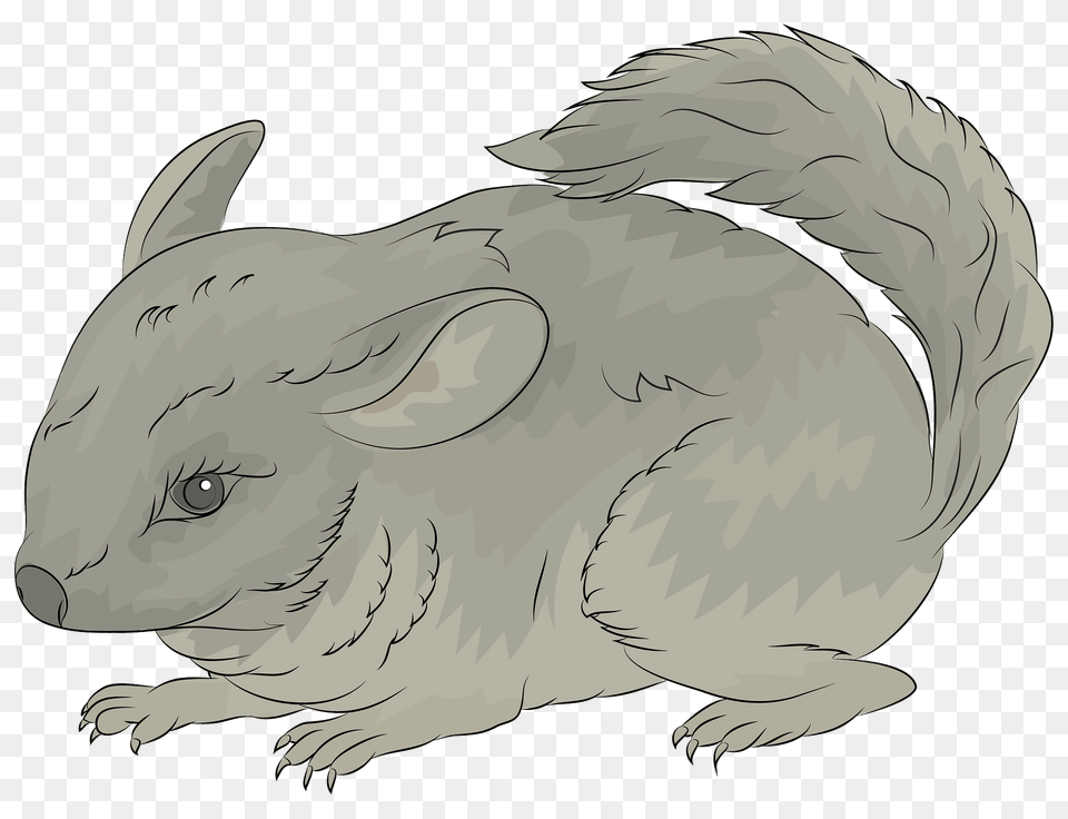 Chinchilla Clipart, Animal, Mammal, Rodent, Fish Free Png Download