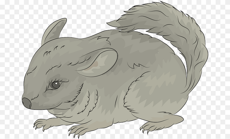 Chinchilla Clipart Chinchilla Clipart, Animal, Baby, Mammal, Person Free Transparent Png