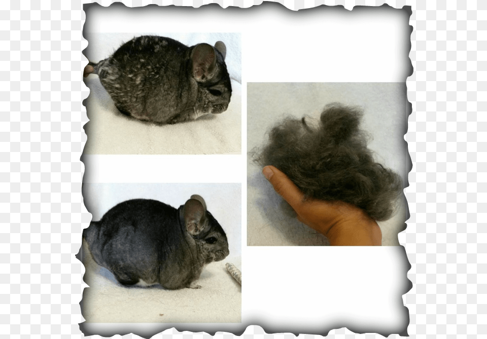 Chinchilla Fur Problems Colegio De San Francisco Javier Palompon Leyte, Animal, Mammal, Rat, Rodent Free Transparent Png