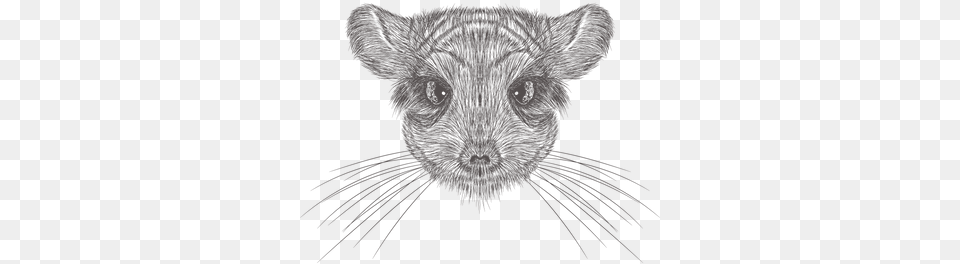 Chinchilla Illustration Mouse Head Vector, Person, Animal, Mammal, Art Free Png Download