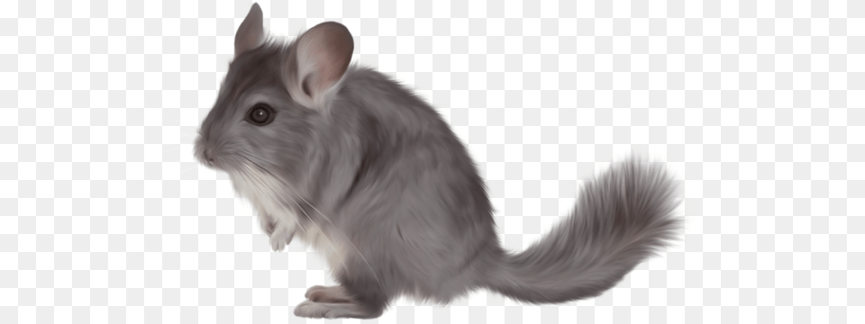 Chinchilla Chinchilla, Animal, Mammal, Rodent, Rat Png Image