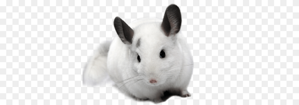 Chinchillas, Animal, Mammal, Rat, Rodent Free Png