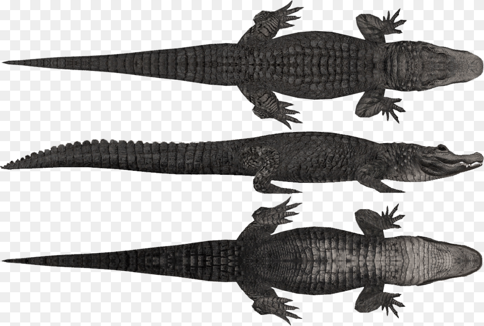 Chinese Alligator Zoo Tycoon 2 Alligator, Animal, Lizard, Reptile, Crocodile Free Transparent Png