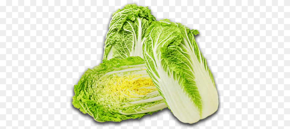 Chinese Cabbage Chinese Cabbage Transparent, Food, Leafy Green Vegetable, Plant, Produce Png Image