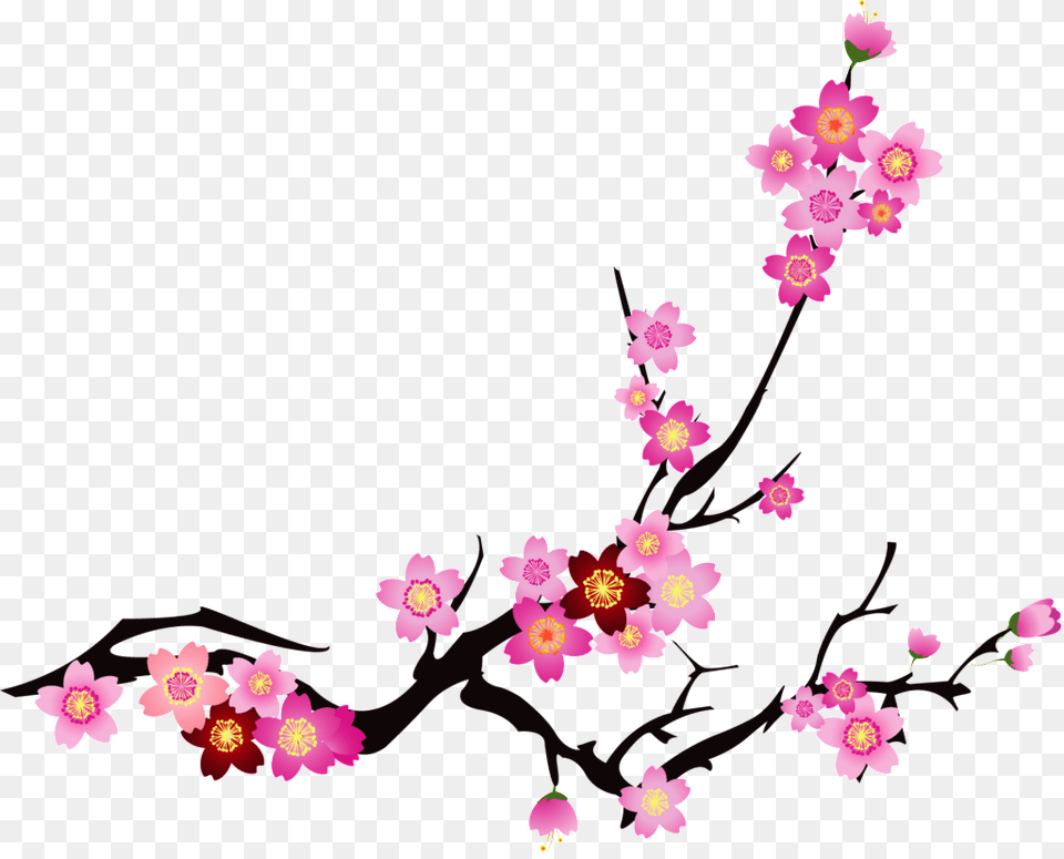 Chinese Cherry Blossom Vector, Flower, Plant, Petal, Cherry Blossom Png