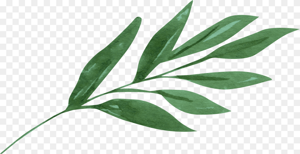 Chinese Cinnamon, Herbal, Herbs, Leaf, Plant Free Transparent Png