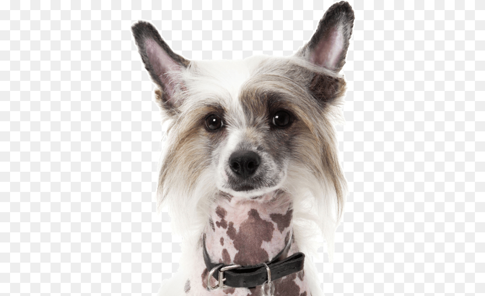 Chinese Crested Boston Terrier Mix, Animal, Canine, Dog, Mammal Free Transparent Png