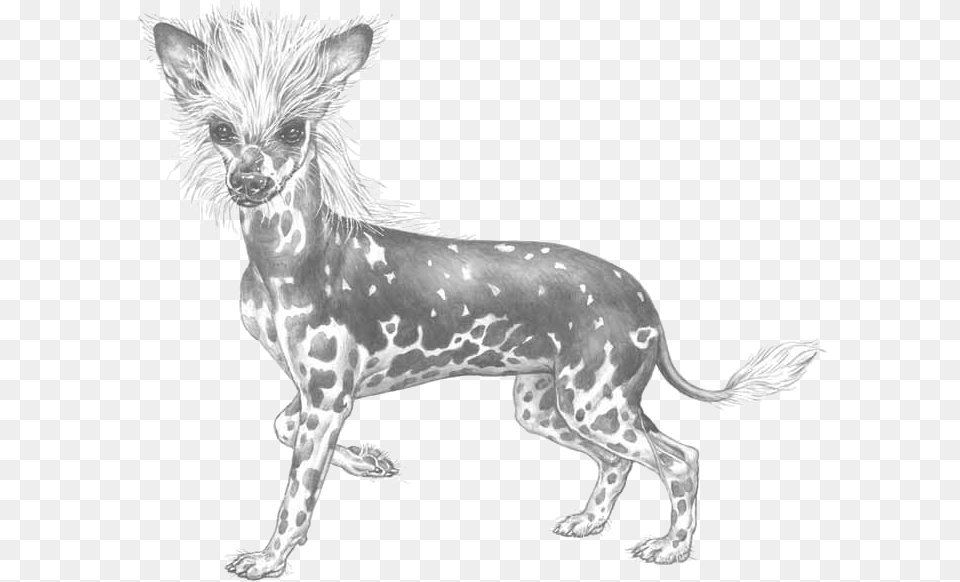 Chinese Crested Dog, Art, Animal, Canine, Drawing Free Transparent Png