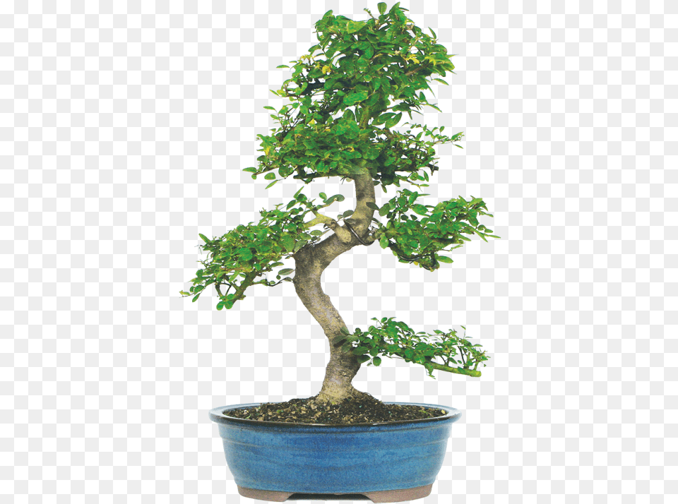 Chinese Elm Bonsai, Plant, Potted Plant, Tree Free Transparent Png