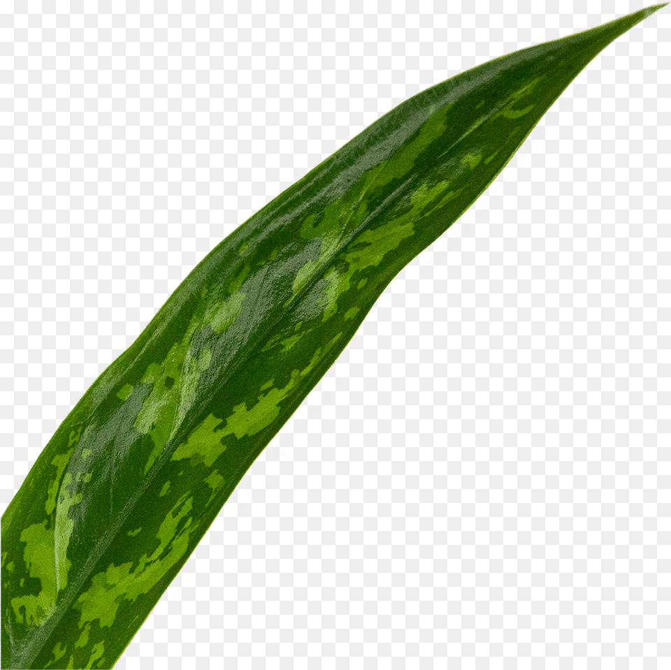 Chinese Evergreen Cutlass Grass, Leaf, Plant, Flower Free Png