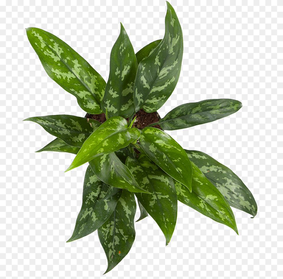 Chinese Evergreen Maria Houseplant, Leaf, Plant, Potted Plant, Tree Png