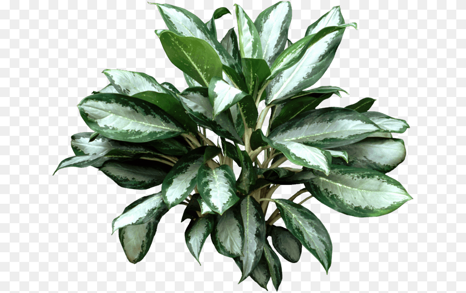 Chinese Evergreens Leaf Aglaonema Varieties, Flower, Plant, Potted Plant, Tree Png