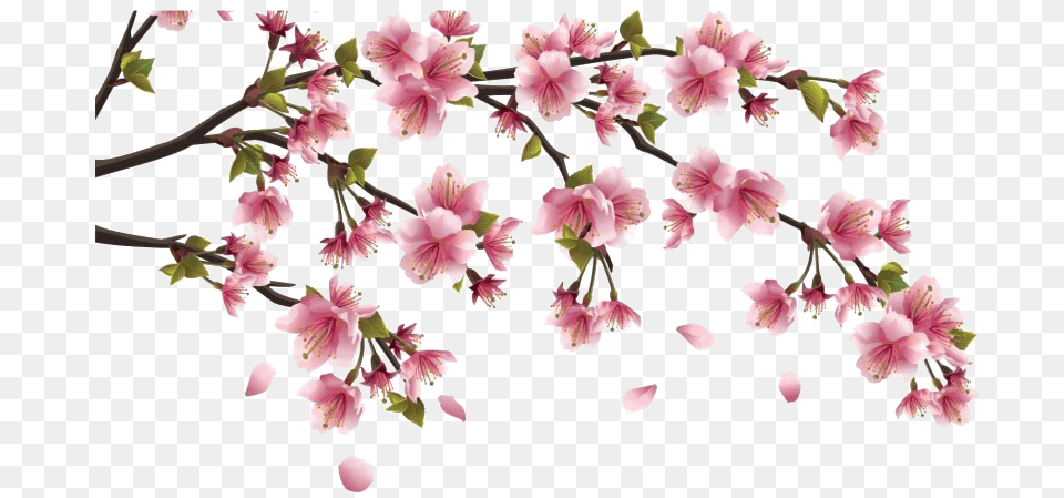 Chinese Flower Clipart Flor Cerezo Japones Dibujo, Plant, Cherry Blossom, Petal Free Transparent Png