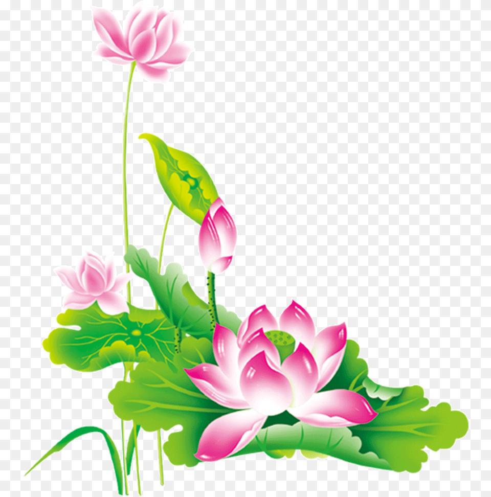 Chinese Flower Lotus Clip Chinese, Plant, Flower Arrangement, Art, Graphics Free Png