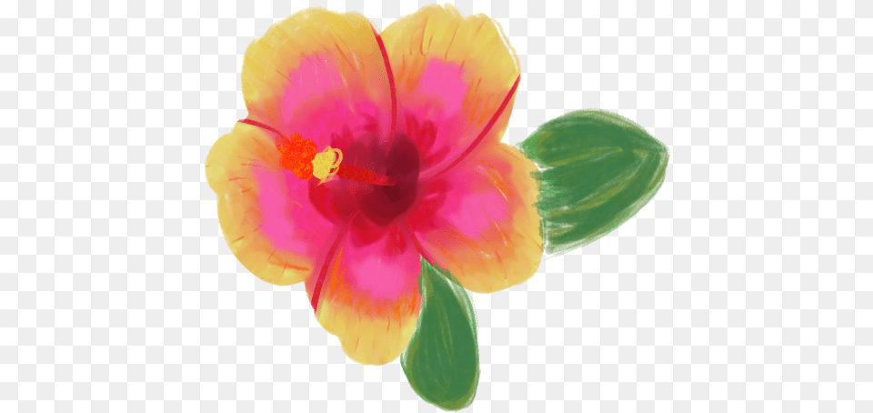 Chinese Hibiscus, Flower, Plant, Petal, Anther Png