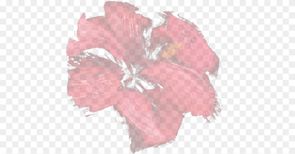 Chinese Hibiscus, Flower, Plant, Adult, Female Free Png