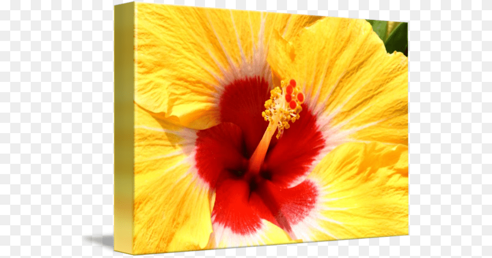 Chinese Hibiscus, Flower, Plant, Pollen, Petal Free Transparent Png
