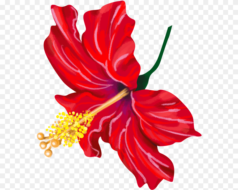 Chinese Hibiscus Clipart Chinese Hibiscus, Flower, Plant, Pollen, Rose Free Png