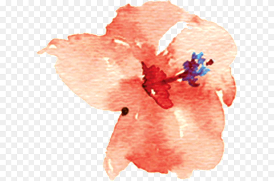 Chinese Hibiscus Flower, Petal, Plant, Anther, Baby Free Png Download