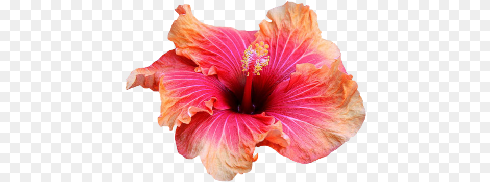 Chinese Hibiscus Images Library Hibiscus Flower Transparent, Plant, Petal Free Png Download