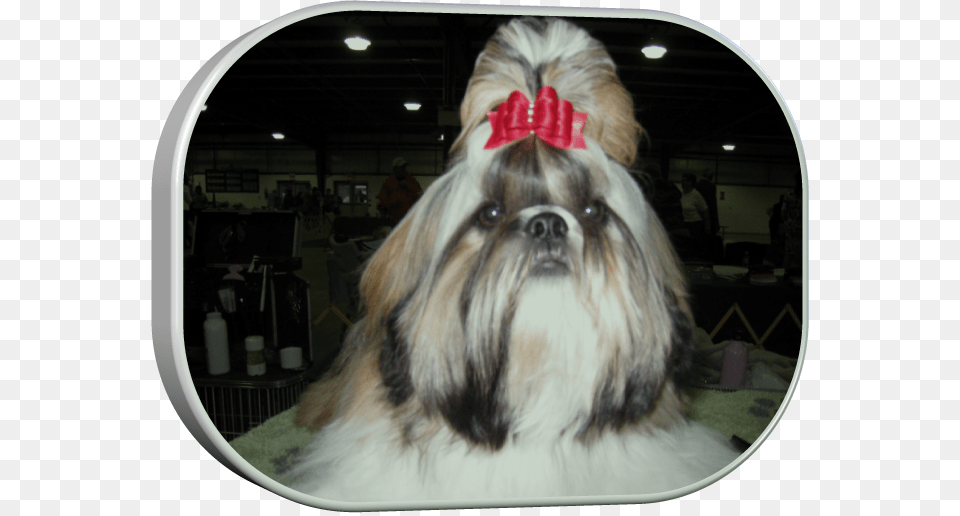 Chinese Imperial Dog, Animal, Canine, Mammal, Pet Free Png Download