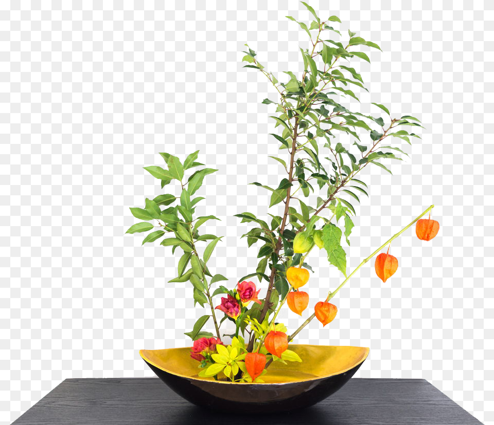 Chinese Lantern Flowers Download Growing Chinese Lanterns Pot, Flower, Flower Arrangement, Ikebana, Plant Png Image