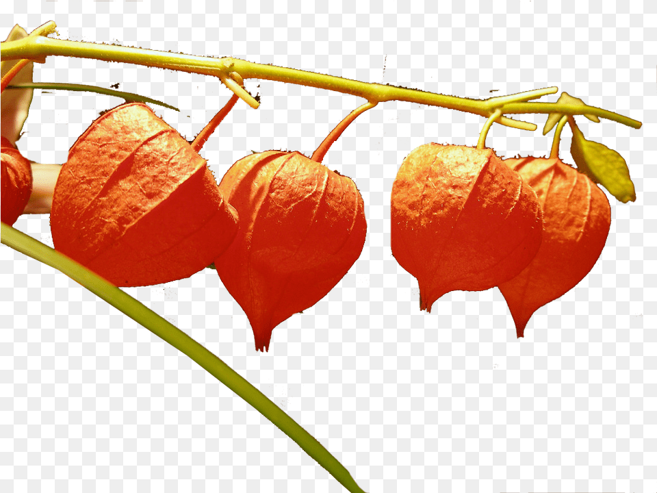 Chinese Lantern Flowers File Chinese Lantern Flower, Leaf, Petal, Plant Free Png Download