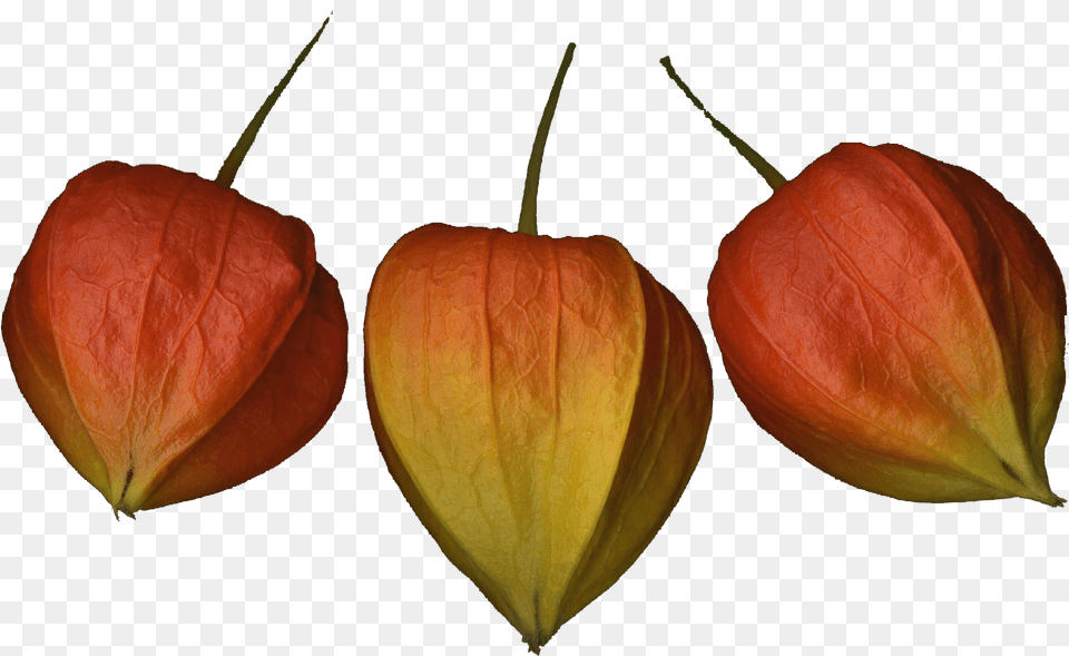 Chinese Lantern Flowers Photo Background Tulip, Bud, Plant, Petal, Sprout Png