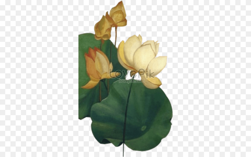Chinese Lotus Flower Graphics Nymphaea Nelumbo, Plant, Art, Painting, Lily Free Png Download