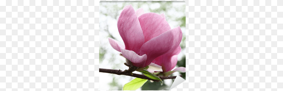 Chinese Magnolia, Bud, Flower, Petal, Plant Free Png Download