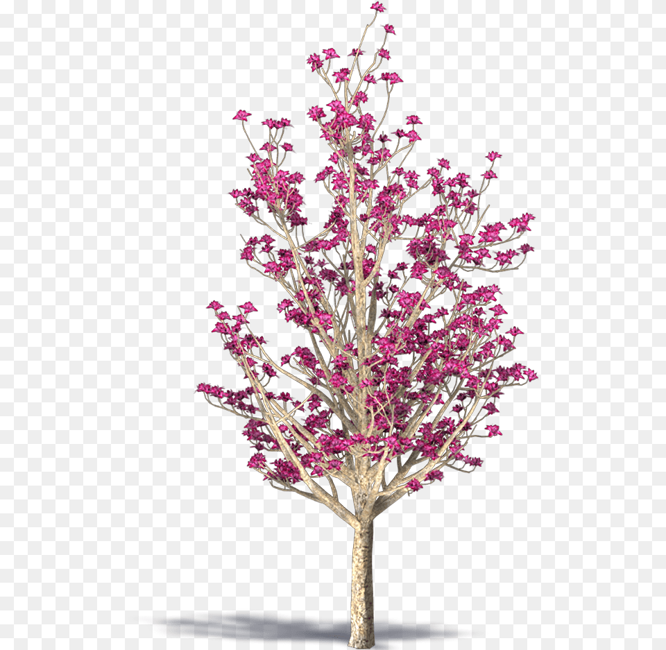 Chinese Magnolia With No Background Lovely, Flower, Flower Arrangement, Plant, Purple Png Image