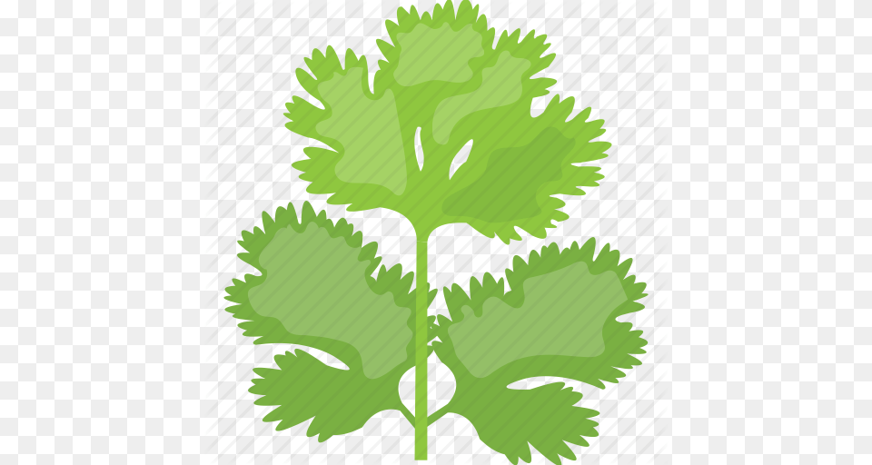 Chinese Parsley Cilantro Coriander Fresh Garnishing Vegetable, Herbs, Plant, Person Free Png Download
