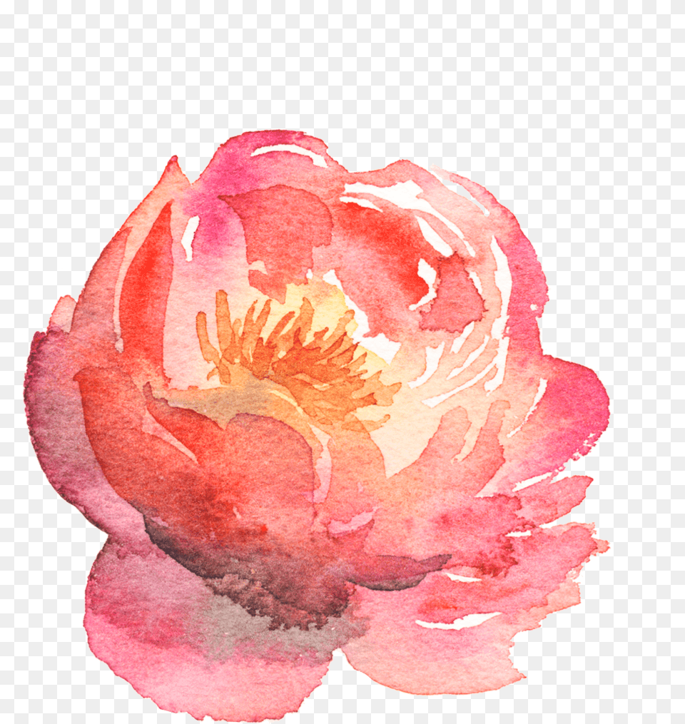 Chinese Peony, Flower, Petal, Plant, Rose Png Image