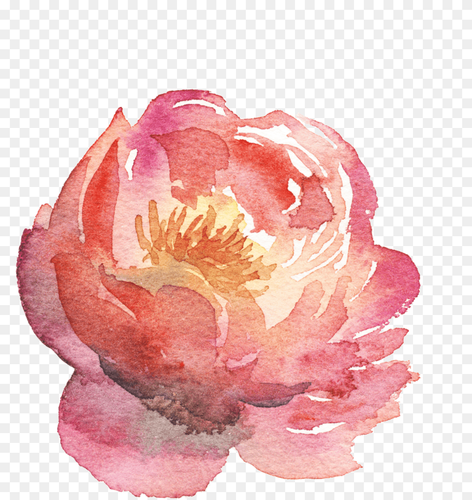 Chinese Peony, Flower, Petal, Plant, Rose Free Png