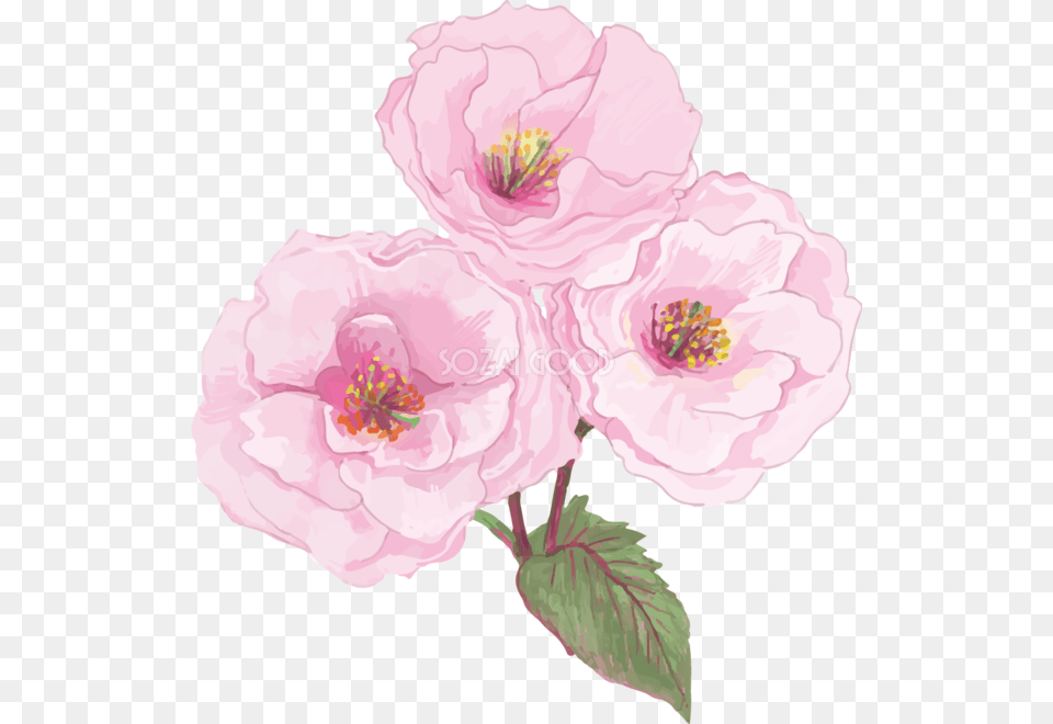 Chinese Peony, Anther, Flower, Plant, Rose Png Image