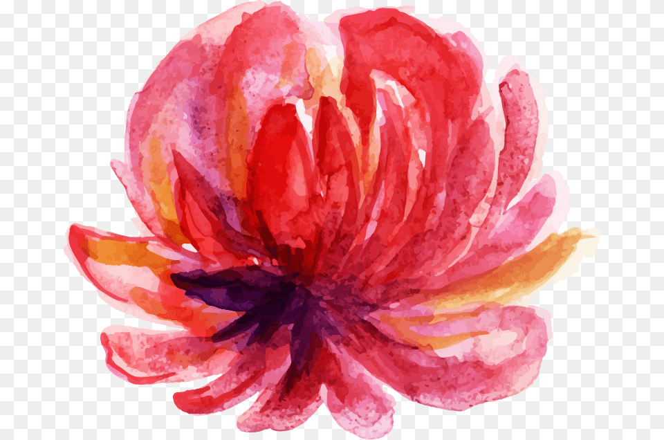 Chinese Peony, Dahlia, Flower, Petal, Plant Png Image
